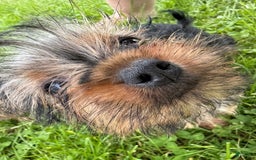 Yorkshire Terrier dogs for sale: Lola - Image 12