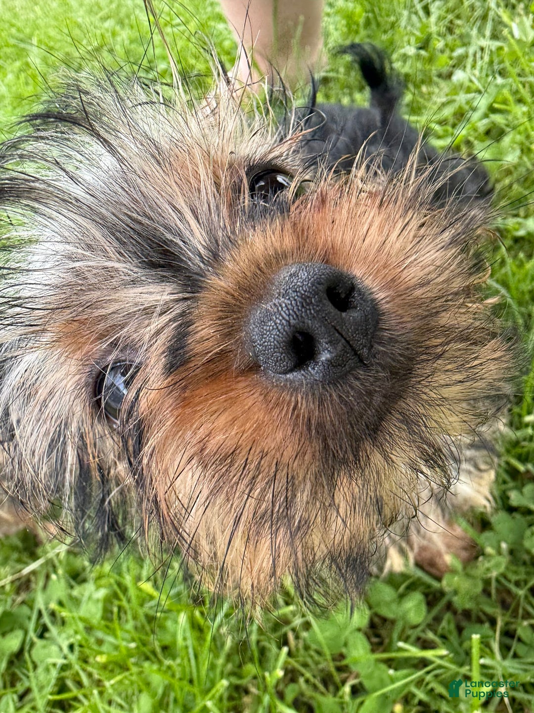 Yorkshire Terrier dogs for sale: Lola - Image 12