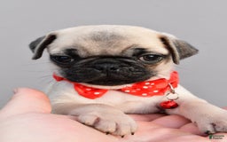 Pug dogs for sale: Tinker - Image 6