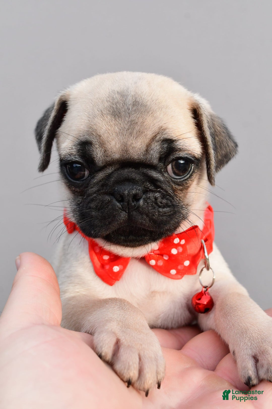 Pug dogs for sale: Tinker - Image 6