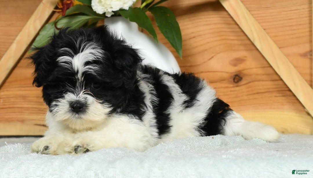 Teddy Bear dogs for sale: Scarlett - Image 5