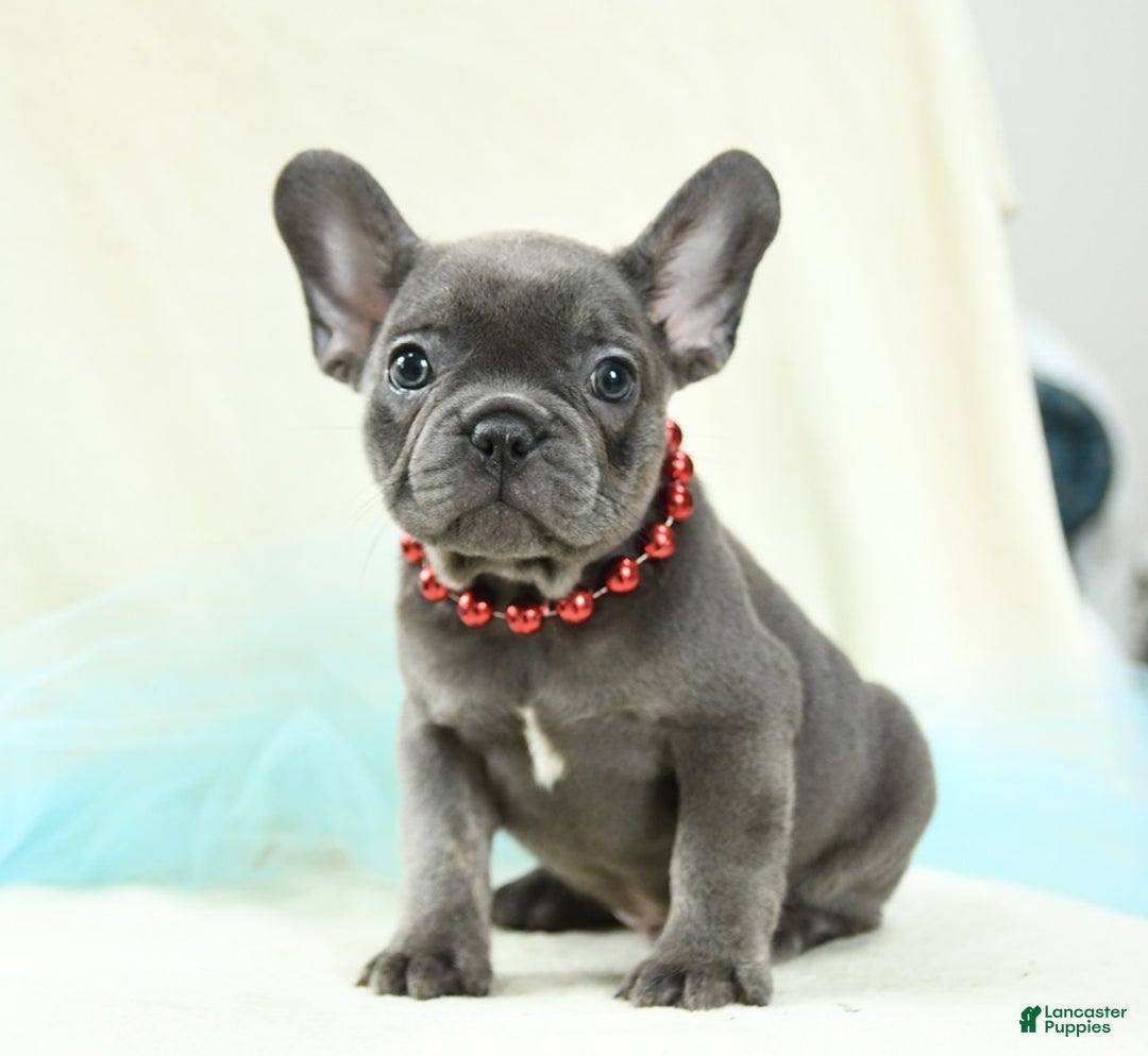 French Bulldog dogs for sale: Thatcher Akc - Image 1
