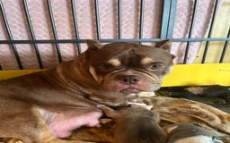 American Bully dogs for sale: Bob - Image 5