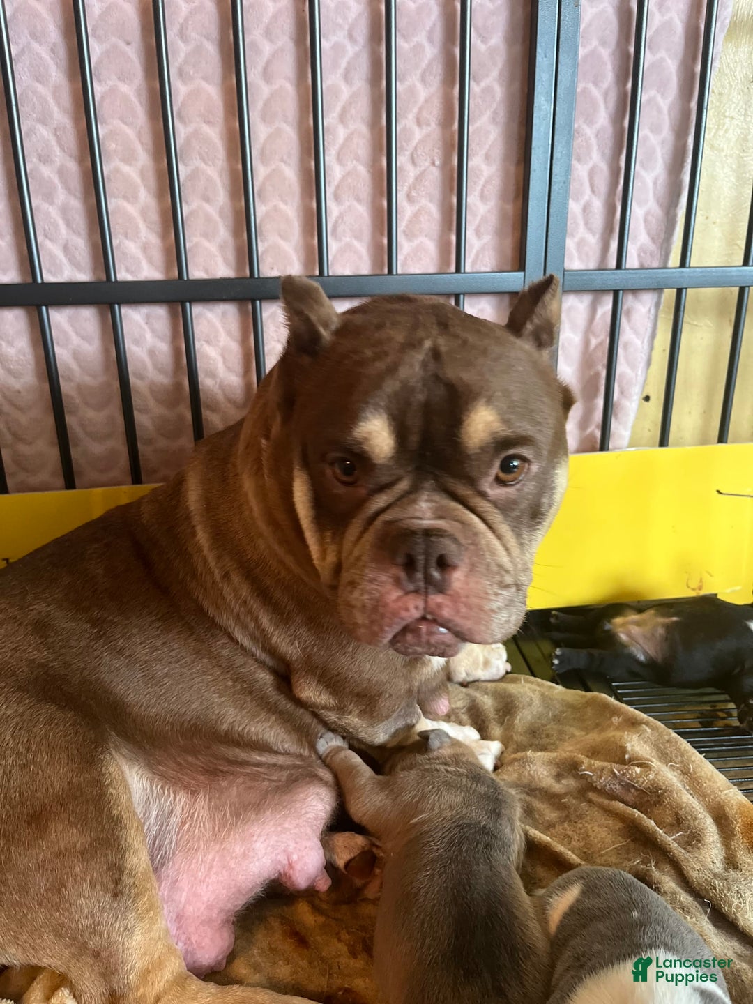 American Bully dogs for sale: Bob - Image 5