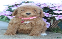 Miniature Poodle dogs for sale: Jewels - Image 3