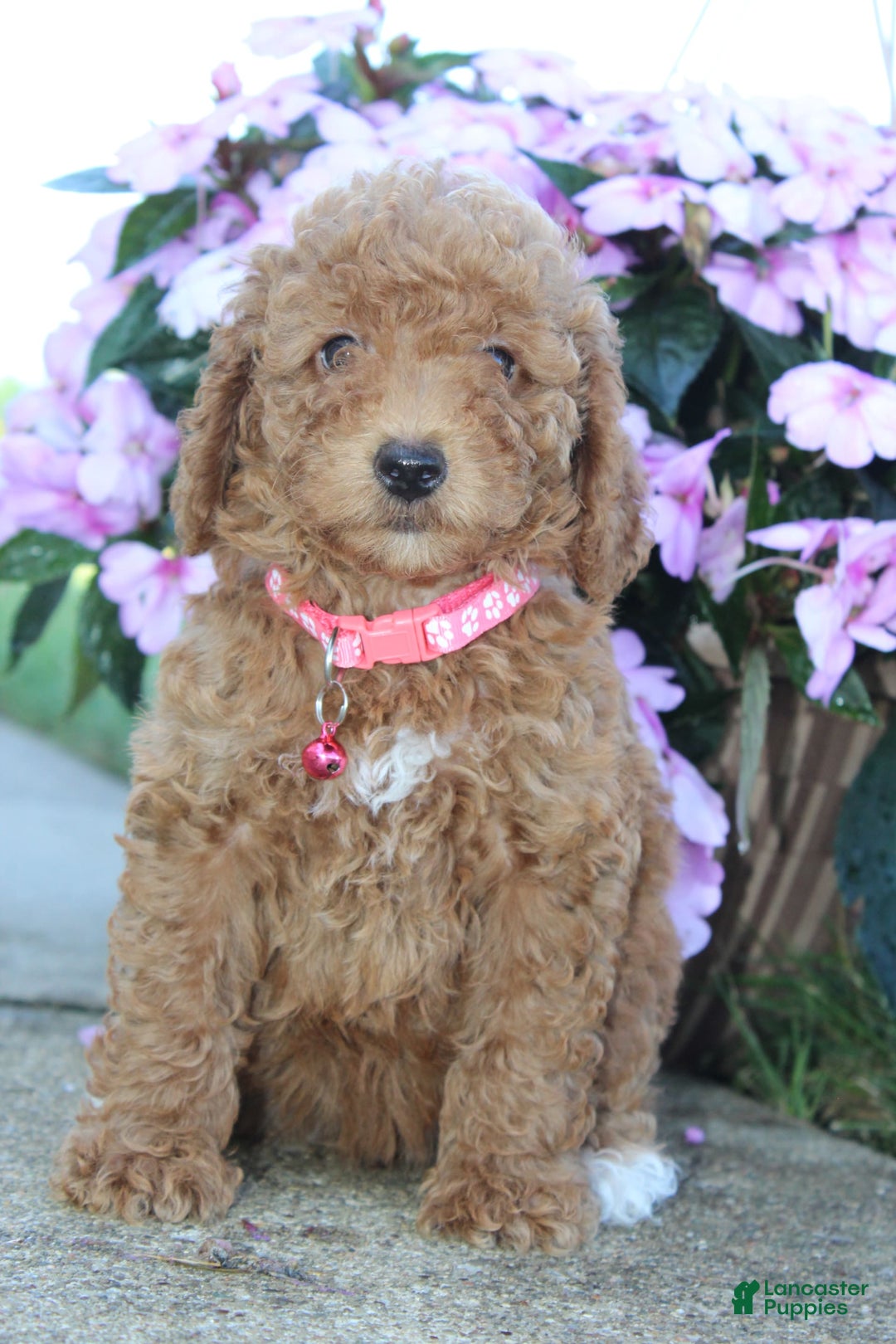 Miniature Poodle dogs for sale: Jewels - Image 3