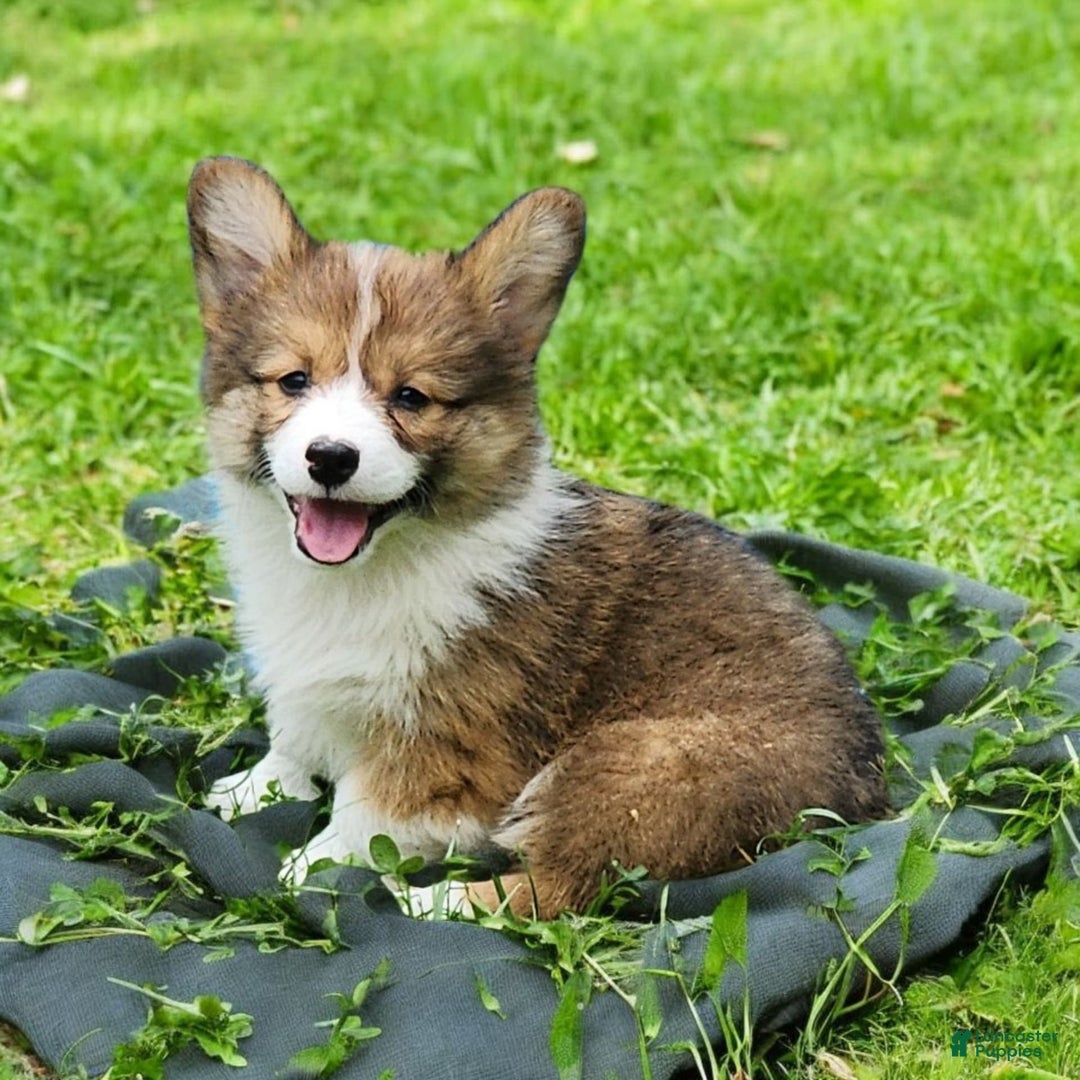 Welsh Corgi Pembroke dogs for sale: Trey Fluffy - Image 14