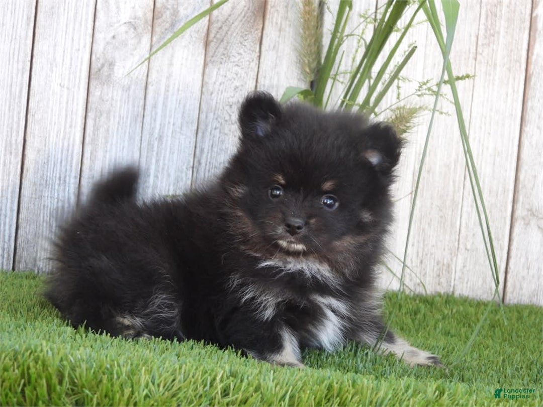 Pomeranian dogs for sale: Pom Baby - Image 2