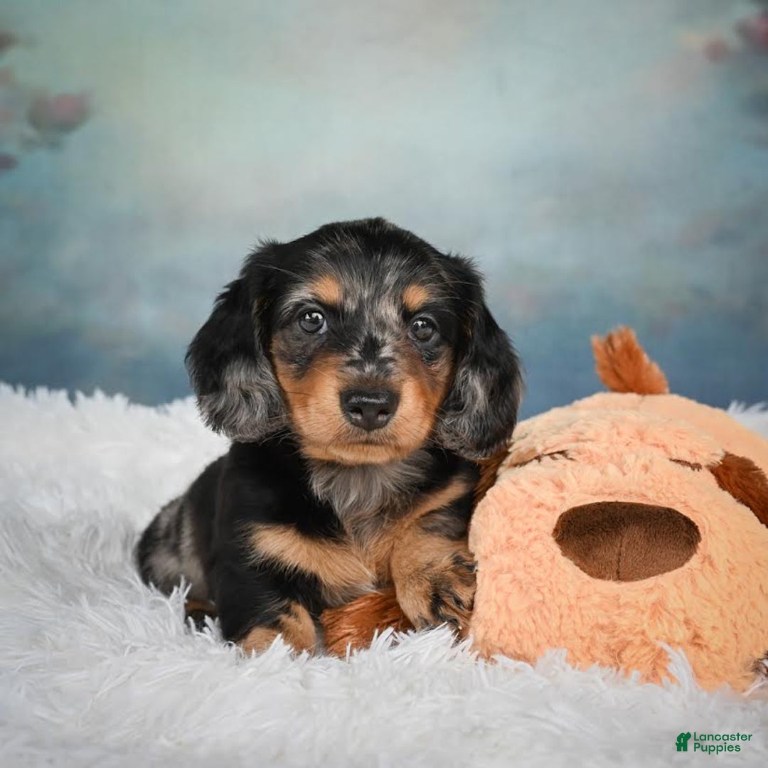 Miniature Dachshund dogs for sale: Misty - Image 6
