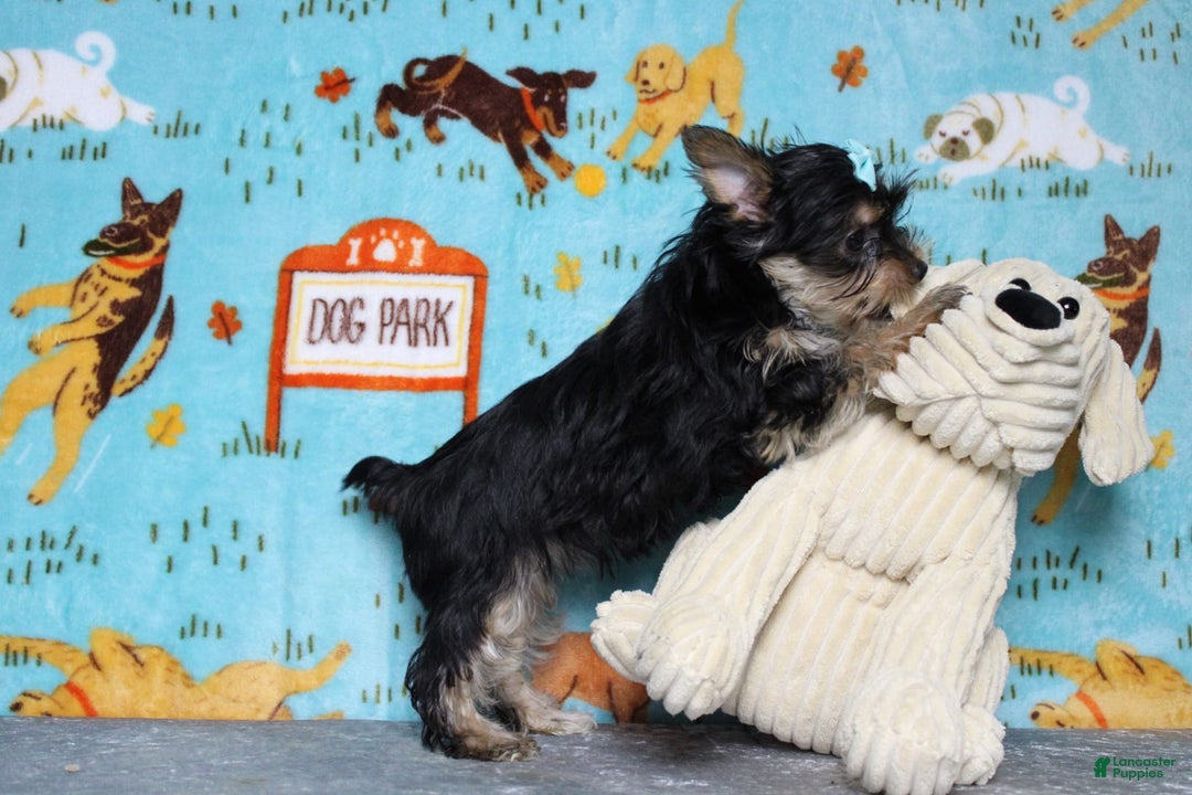 Yorkshire Terrier dogs for sale: Butterfly - Image 11