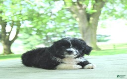 Mini Aussiedoodle dogs for sale: Wade - Image 12