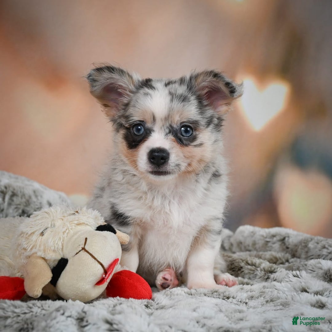 Chihuahua dogs for sale: Winston - Image 1