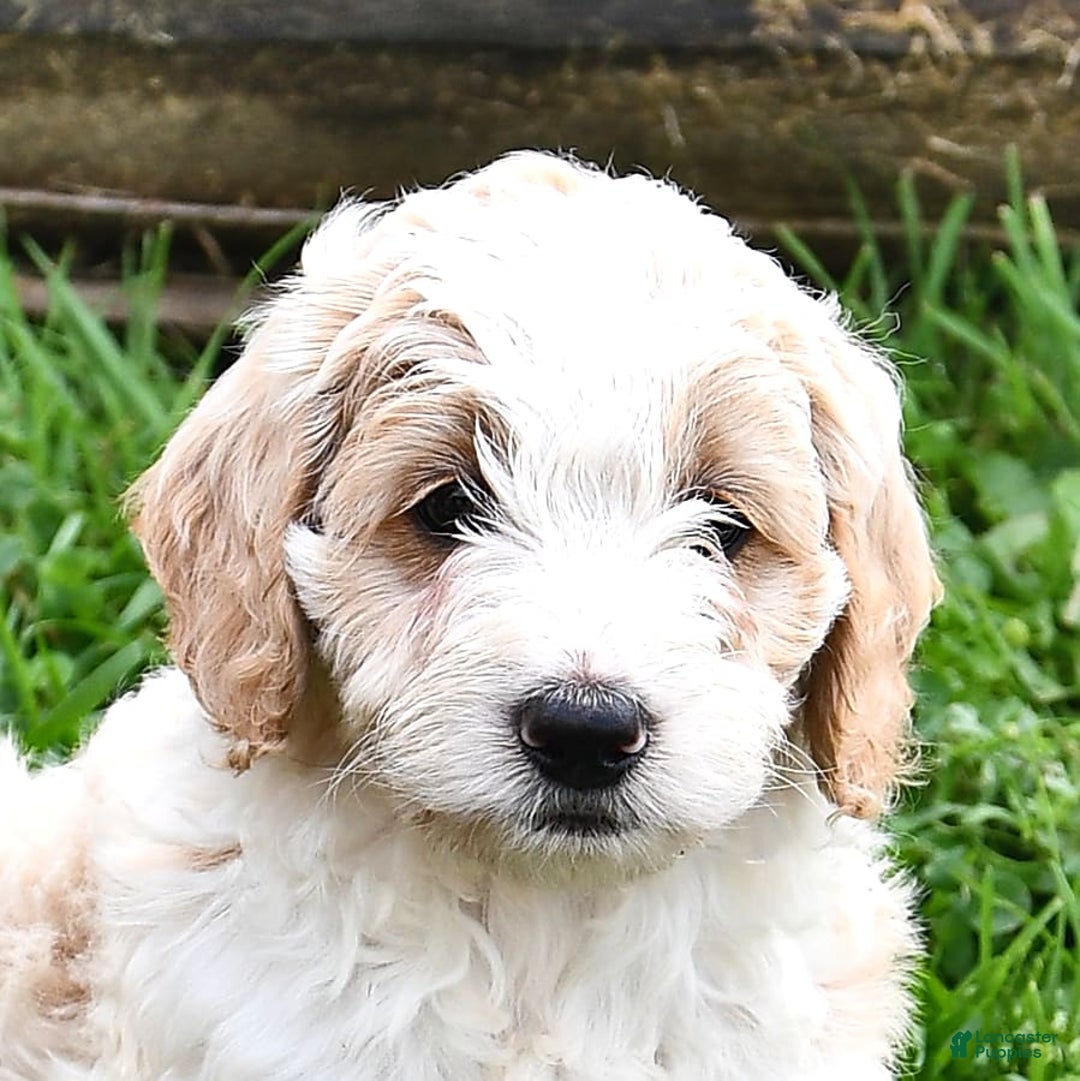 Mini Goldendoodle dogs for sale: Dallas - Image 10