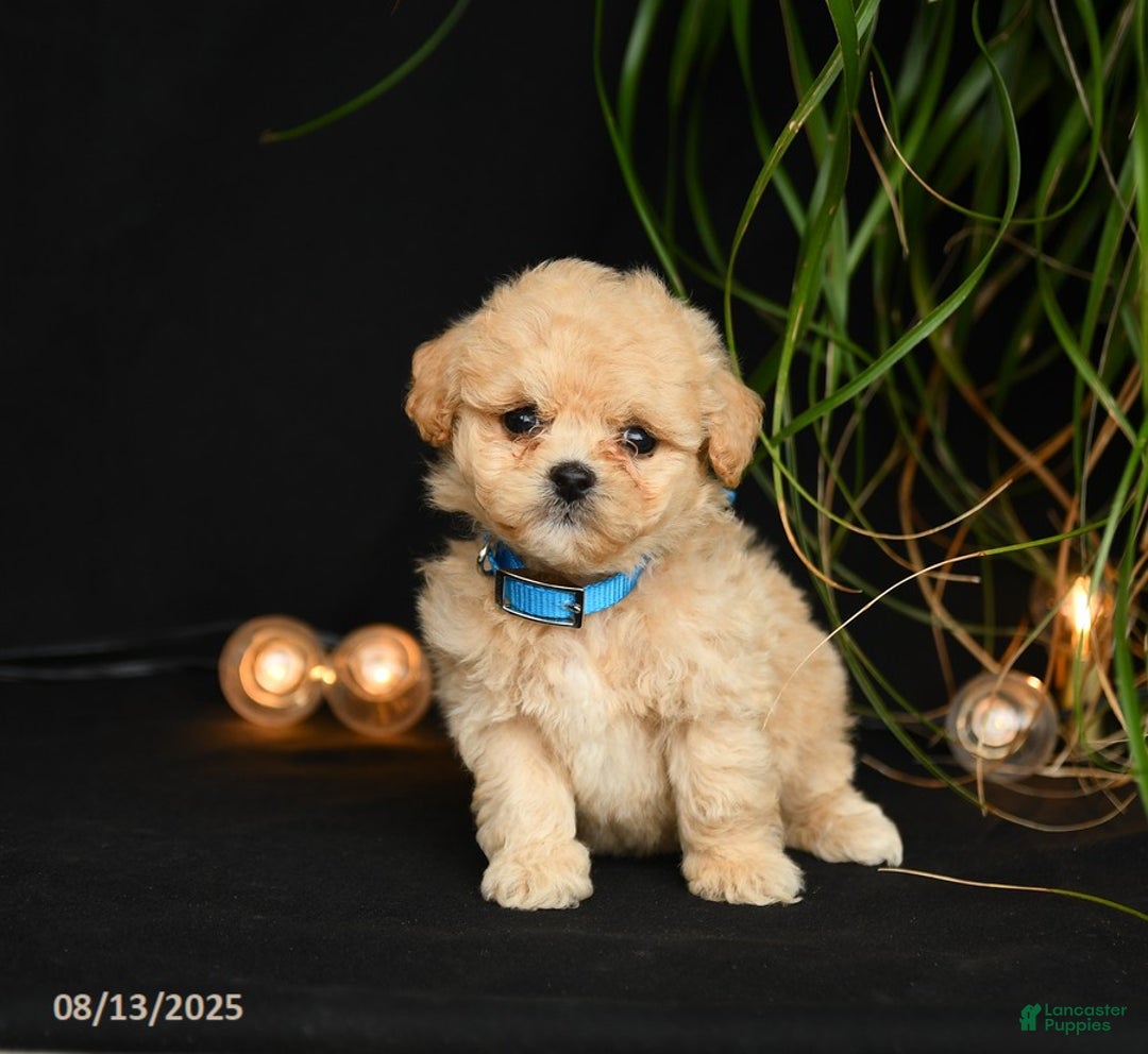 Teddy Bear dogs for sale: Rivers - Image 4