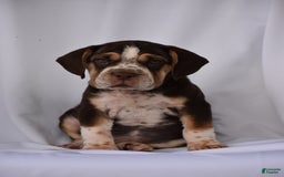 Beabull dogs for sale: Aspen - Image 6