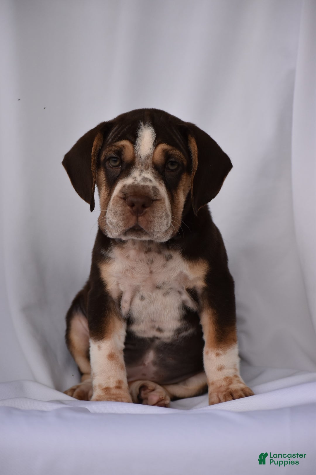 Beabull dogs for sale: Aspen - Image 6