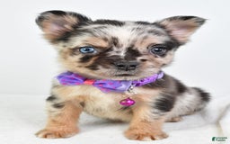 French Bulldog dogs for sale: Cookie - Image 4