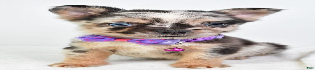 Cookie