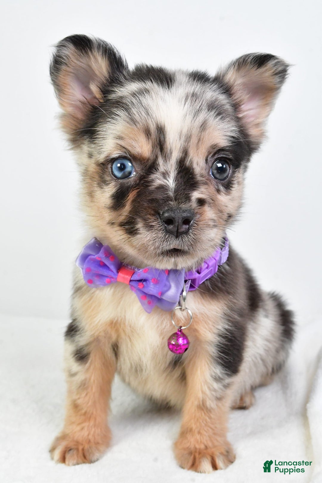 French Bulldog dogs for sale: Cookie - Image 4