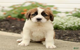 Saint Bernard dogs for sale: Caddie - Image 2