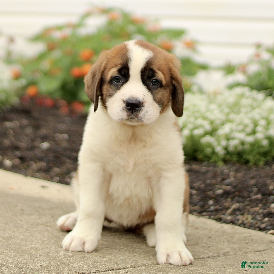 Saint Bernard dogs for sale: Caddie - Image 2