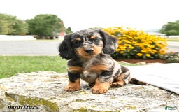 Miniature Dachshund dogs for sale: Checkers - Image 3