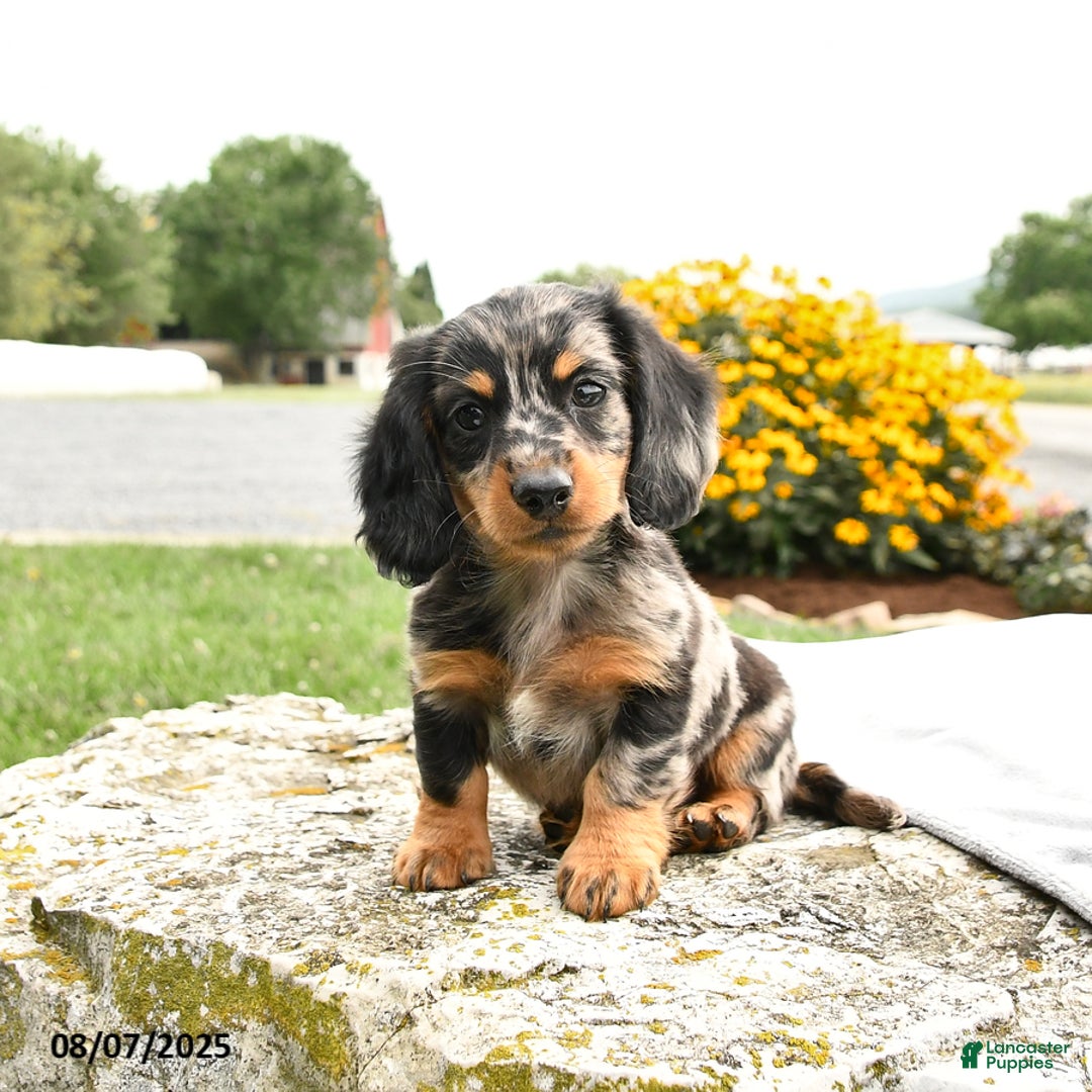 Miniature Dachshund dogs for sale: Checkers - Image 3