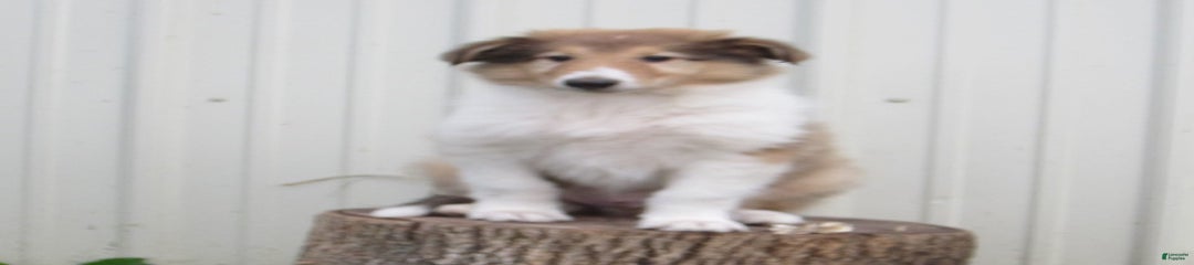Albert