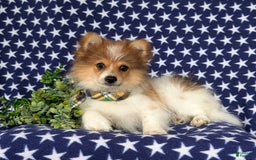 Pomeranian dogs for sale: Diesel Toy Size - Image 2