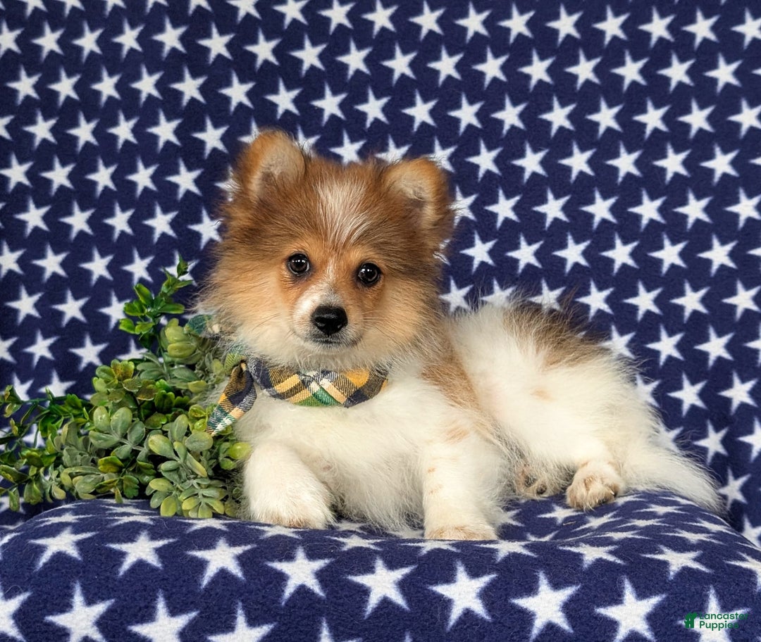 Pomeranian dogs for sale: Diesel Toy Size - Image 2