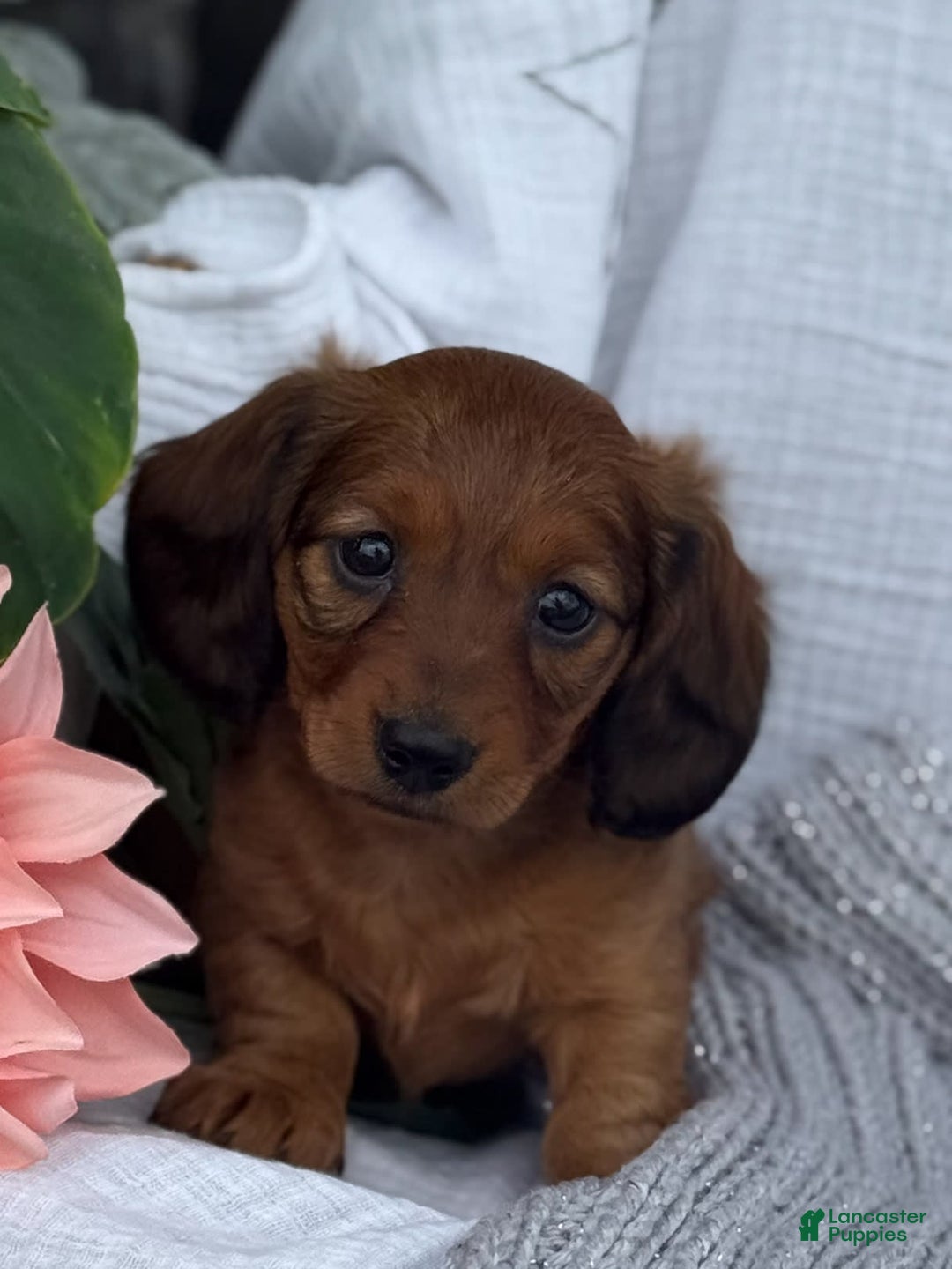 Miniature Dachshund dogs for sale: Max - Image 12