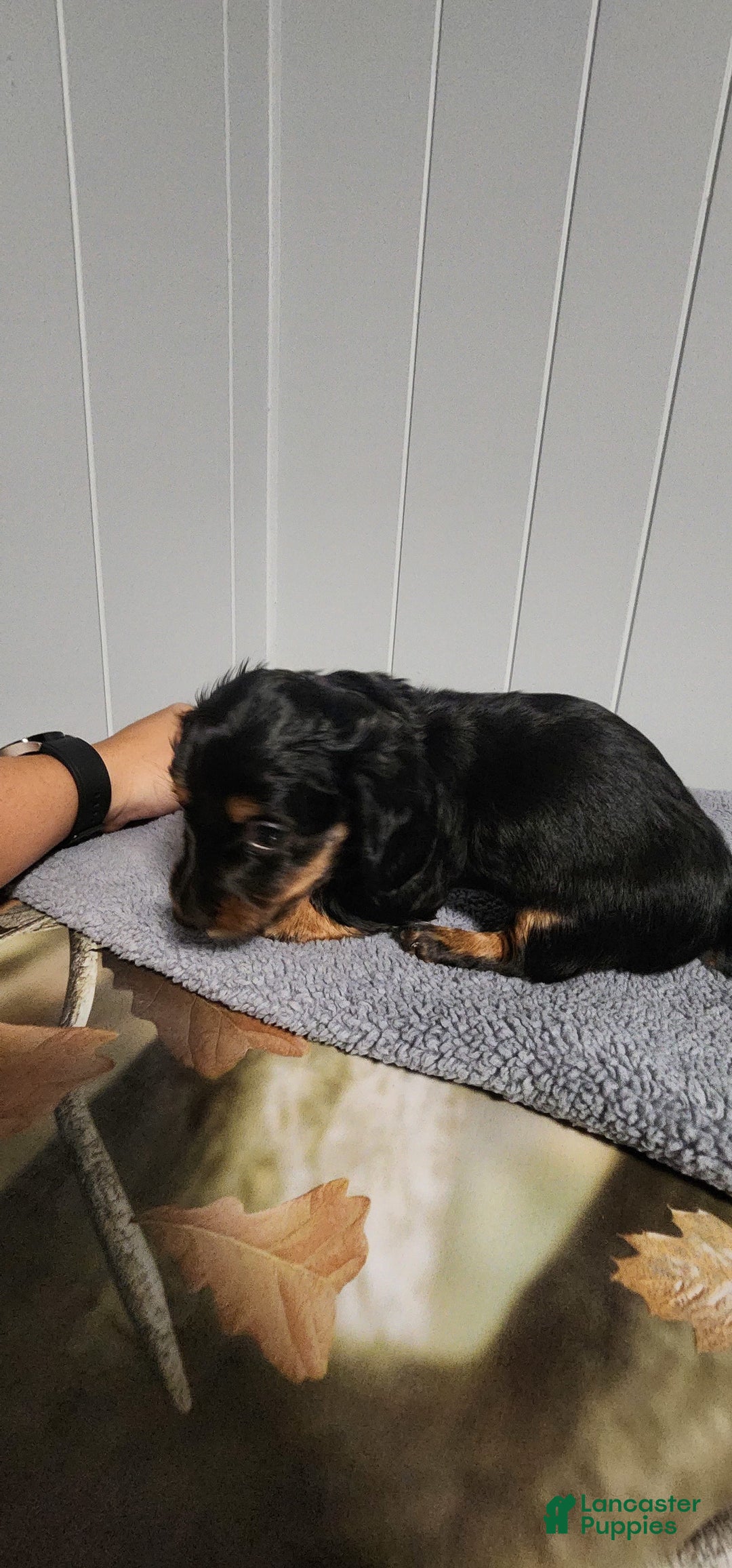 Miniature Dachshund dogs for sale: Paisley - Image 2