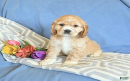 Cocker Spaniel dogs for sale: Huck - Image 4
