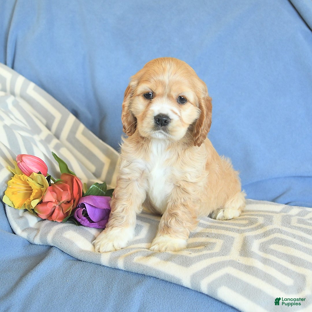 Cocker Spaniel dogs for sale: Huck - Image 4