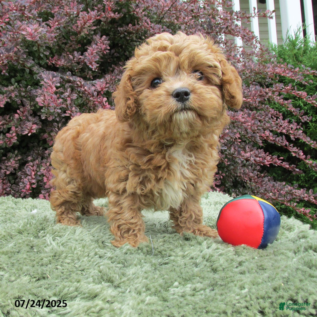 Cavapoo dogs for sale: Princess - Image 14