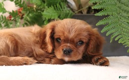 Cavalier King Charles Spaniel dogs for sale: Miles - Image 5