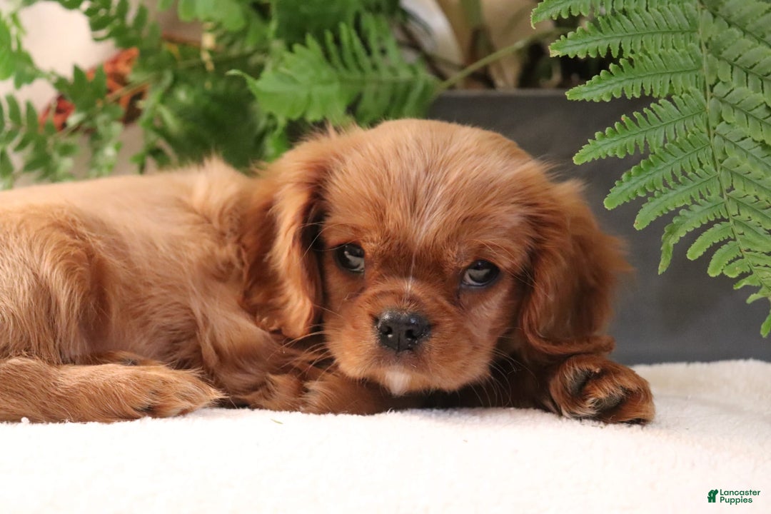 Cavalier King Charles Spaniel dogs for sale: Miles - Image 5