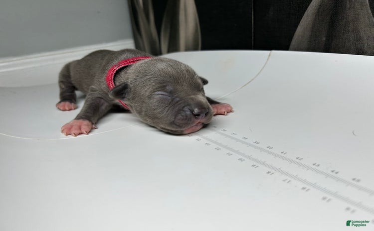 American Bully dogs for sale - Ad 5