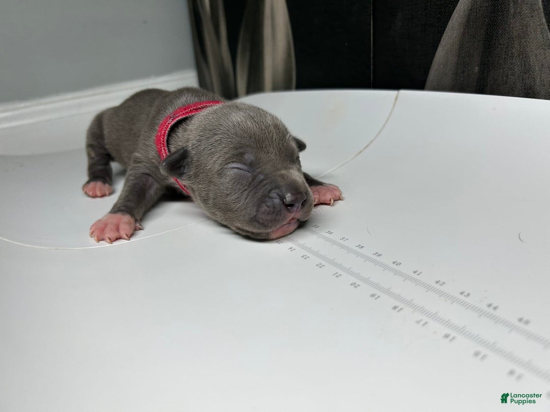American Bully dogs for sale: Lady Bug - Image 1