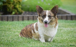 Welsh Corgi Pembroke dogs for sale: Ruby - Image 8