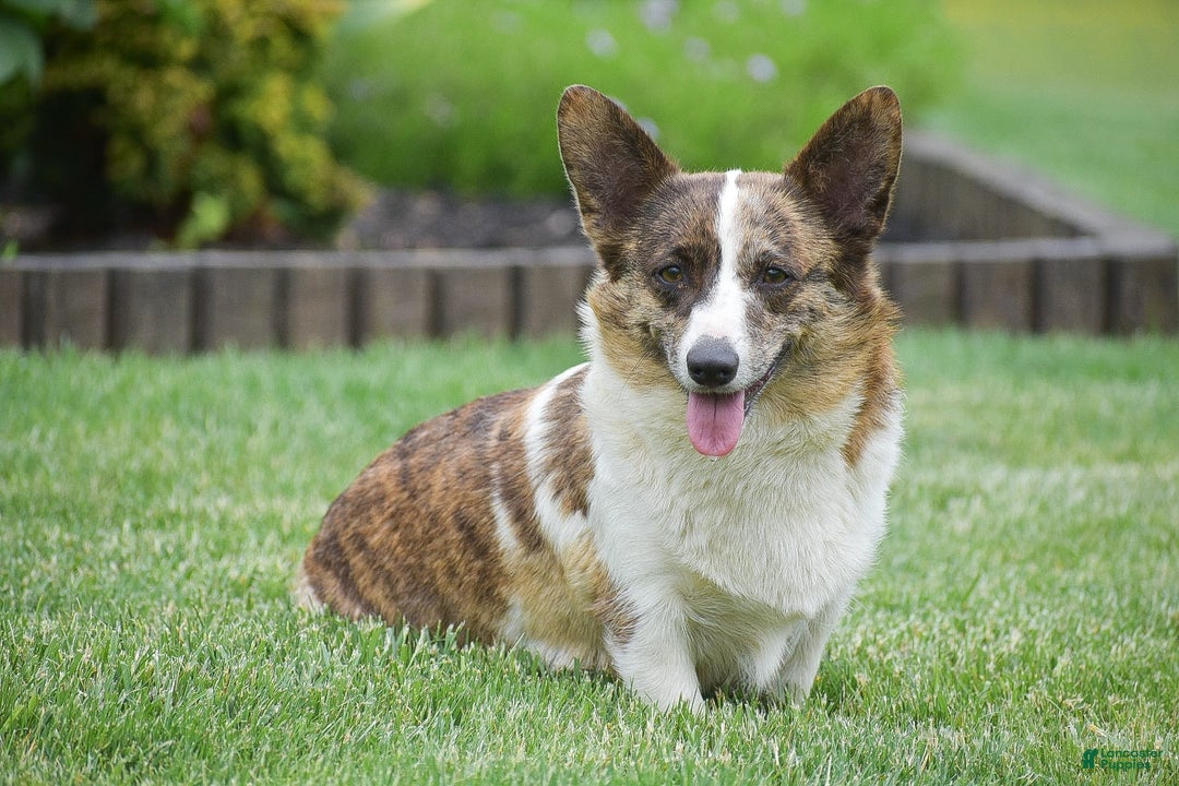 Welsh Corgi Pembroke dogs for sale: Ruby - Image 8