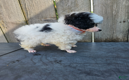 Toy Poodle dogs for sale: Pixie - Image 1