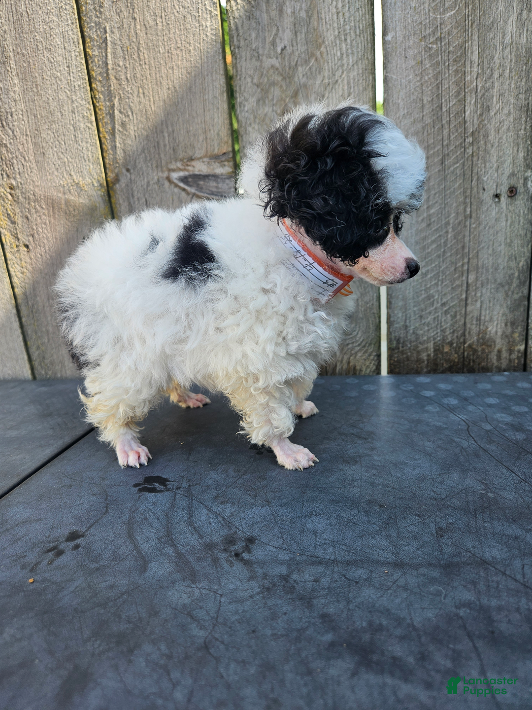 Toy Poodle dogs for sale: Pixie - Image 1