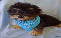 Lhasapoo dogs for sale: Mr. Bentley - Image 2