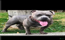 American Bully dogs for sale: Ruby - Image 7