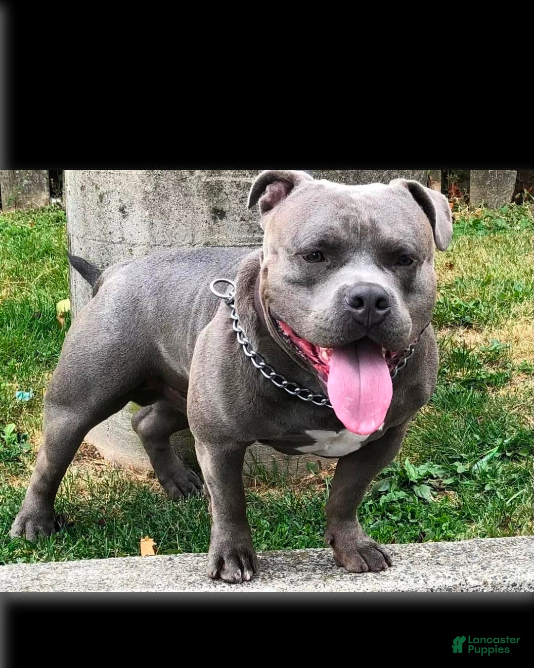 American Bully dogs for sale: Ruby - Image 7
