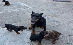 Doberman Pinscher dogs for sale: Lulu - Image 4