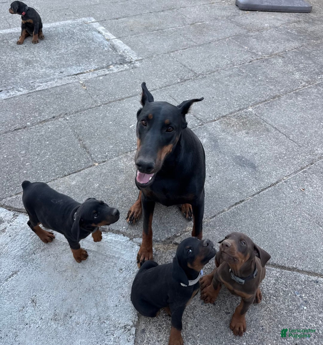 Doberman Pinscher dogs for sale: Lulu - Image 4