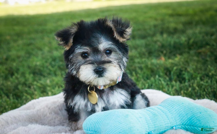 Morkie dogs for sale - Ad 5