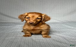 Miniature Dachshund dogs for sale: Kevin - Image 1